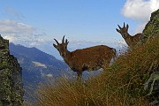 In vetta al Monte Valletto dal Monte di Sopra e al Monte Triomen il 21 settembre 2015  - FOTOGALLERY